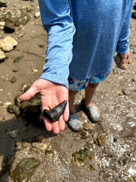 Shark Tooth Island Kayak Rentals